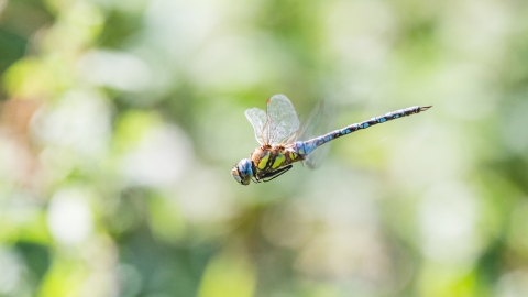 Migrant Hawker