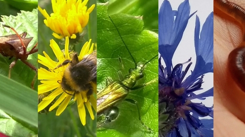 A rainbow of wild pictures