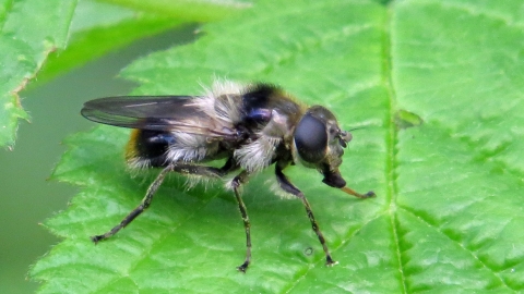 Hoverfly