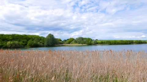 Reedbeds at Grafham Water