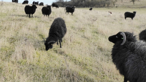 Sheep at Pedgsdon Hills