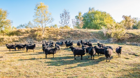 Sheep grazing Old Sulehay