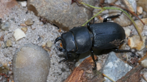 Lesser stag beetle