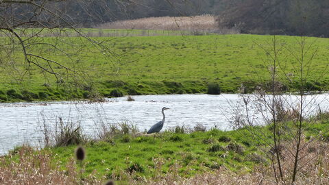 Heron by the River Nene