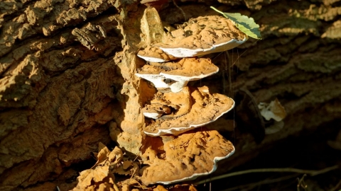 Bracket Fungus at Flitwick Moor