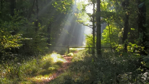 Maulden Wood
