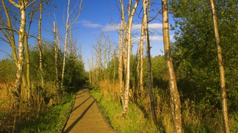 Lattersey reserve boardwalk