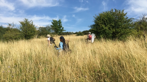 Butterfly surveys at Blows Downs