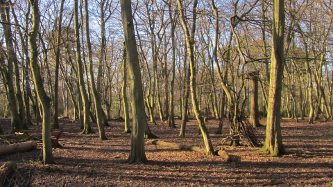 Hinchingbrooke Country Park