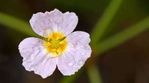 Lesser Water Plantain