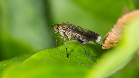 Semaphore Fly Poecilobothrus nobilitatus