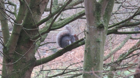Grey squirrel at Priory Park