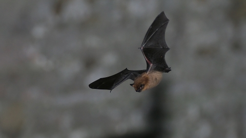 Soprano pipistrelle