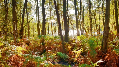 Holme Fen trees