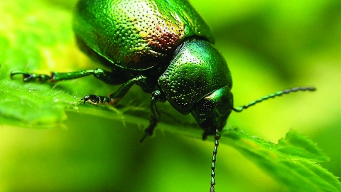 Tansy beetle