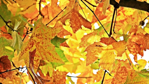 Autumn leaves