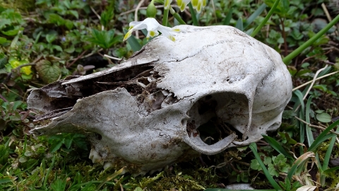 Skull