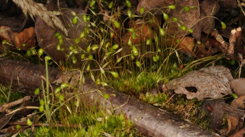 Moss pic