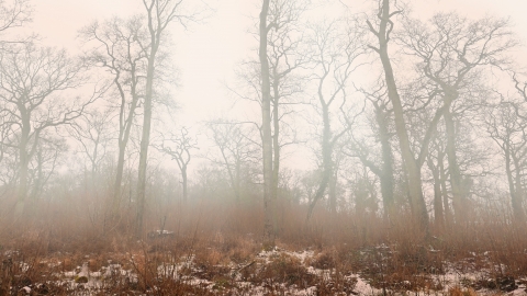 Hardwick Wood in winter