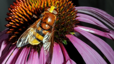 Hoverfly - Brian Eversham