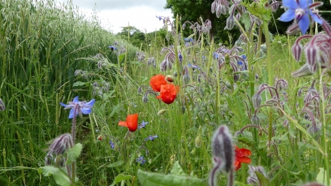 Jordans Farm Partnership - Field margin