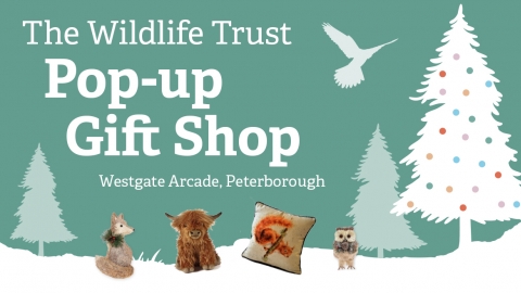 Pop-up gift shop header