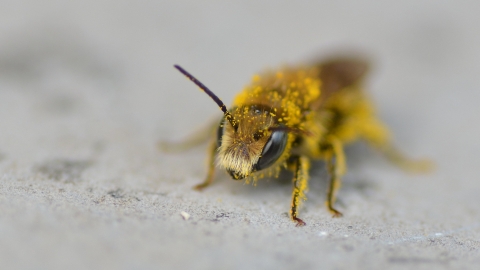 Solitary Bee - Ryan