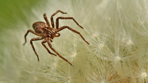 spider
