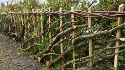 hedgelaying