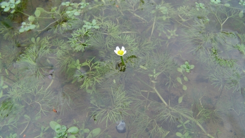 aquatic plants