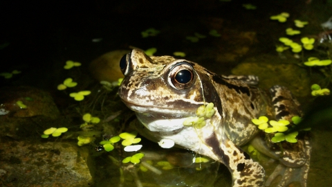 Frog - Margaret Holland