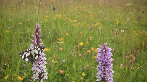 meadow