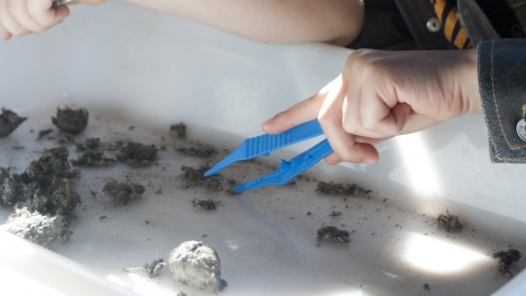 Owl pellet dissection by Amy Lewis