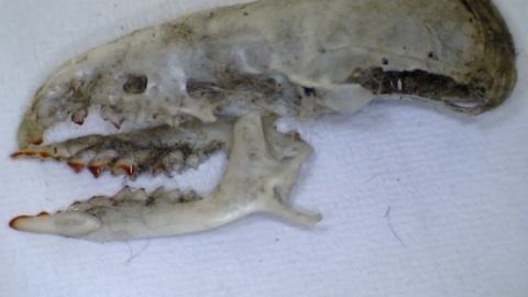 shrew skull