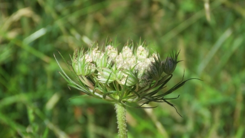 umbellifer - BE
