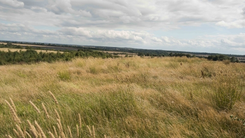 Grasses