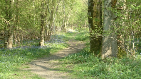 Short Wood