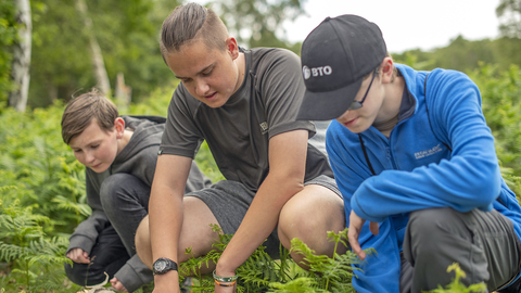 Youth Rangers in action pulling bracken at Cooper's Hill