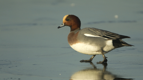Male Wigeon - Dabbling Ducks