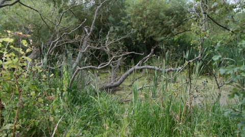Image of Arlesey Old Moat and Glebe Meadows