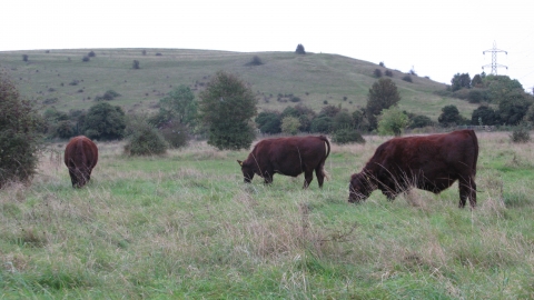 Blow's Downs | Wildlife Trust for Beds, Cambs & Northants