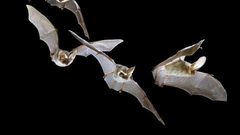 Brown Long-eared Bat Kim Taylor
