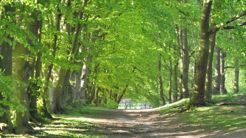 Image of trees at Cooper's Hill