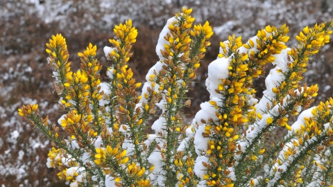 snow covered flowers Coopers Hill
