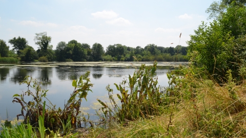 Image of plants and lake at Felmersham Gravel Pits