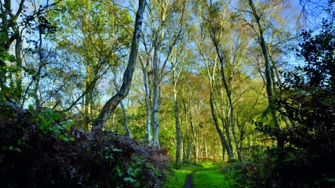 Flitwick Moor 