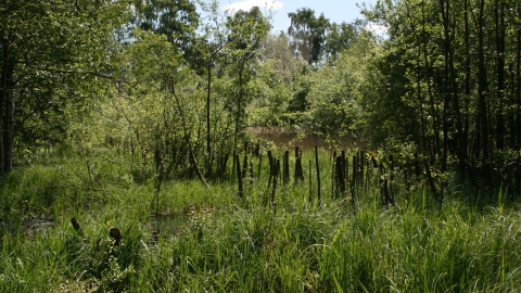 Image of Flitwick Moor