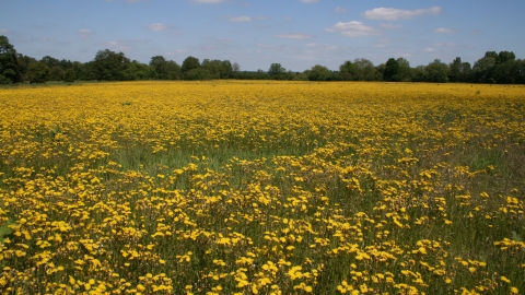 Image of Flitwick Moor