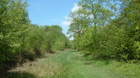 Image of Kings Wood