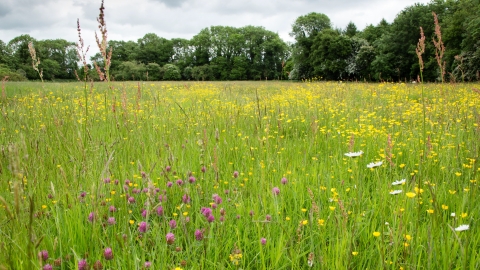 Southorpe Meadow